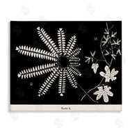 Phillipa Katz | Ferns & Leaves on Black