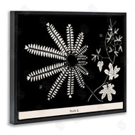 Phillipa Katz | Ferns & Leaves on Black