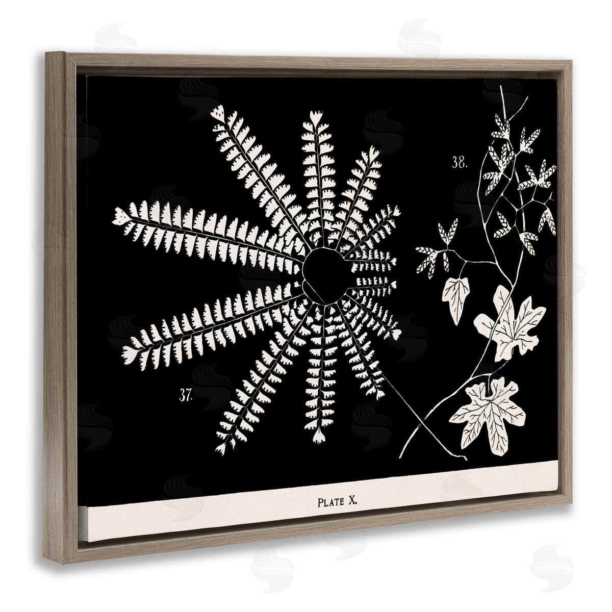Ferns & Leaves on Black Brown Floating Frame Canvas Wall Art, Home Decor by Phillipa Katz