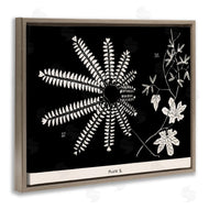 Phillipa Katz | Ferns & Leaves on Black