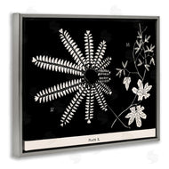 Phillipa Katz | Ferns & Leaves on Black