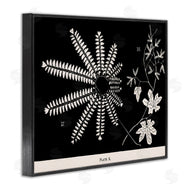 Phillipa Katz | Ferns & Leaves on Black