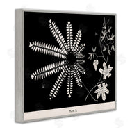 Phillipa Katz | Ferns & Leaves on Black