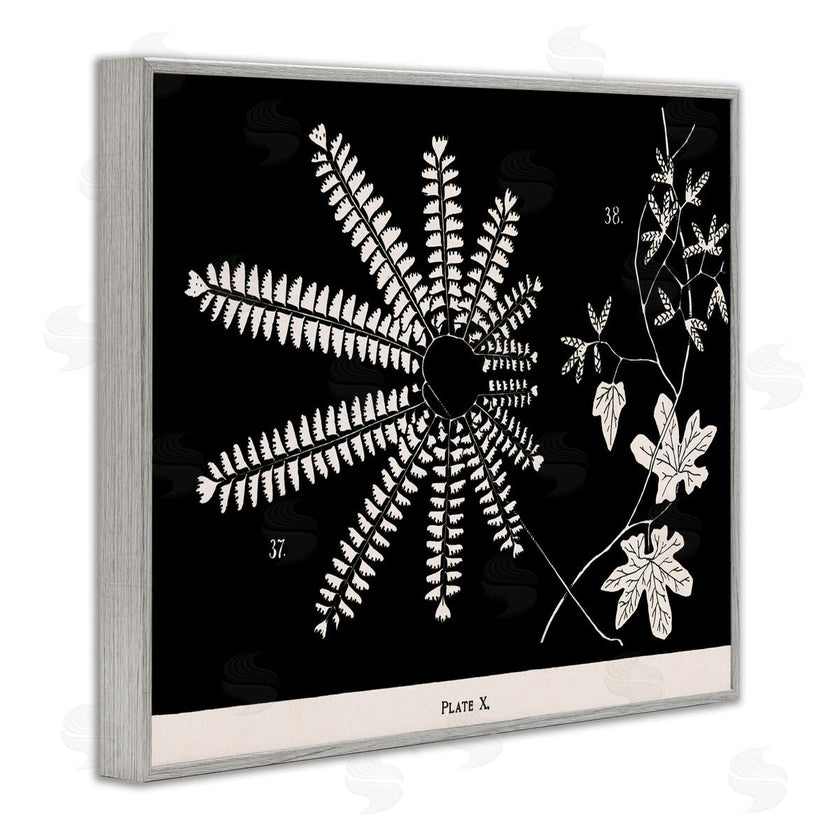 Phillipa Katz | Ferns & Leaves on Black