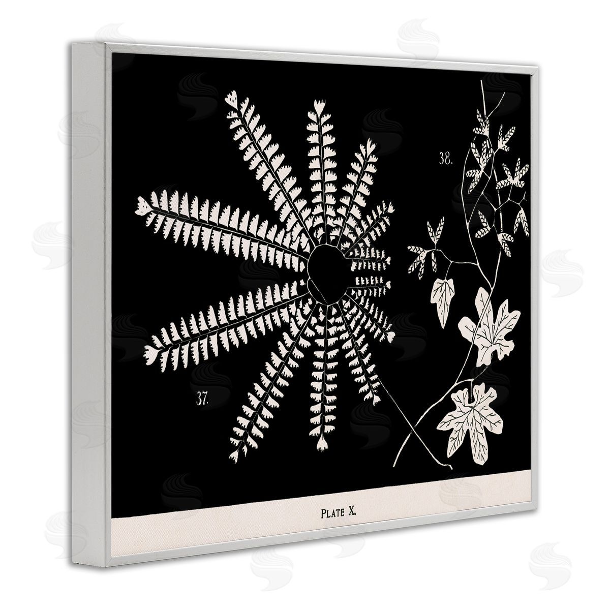Ferns & Leaves on Black White Frame Print Wall Art, Home Decor by Phillipa Katz