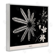 Phillipa Katz | Ferns & Leaves on Black