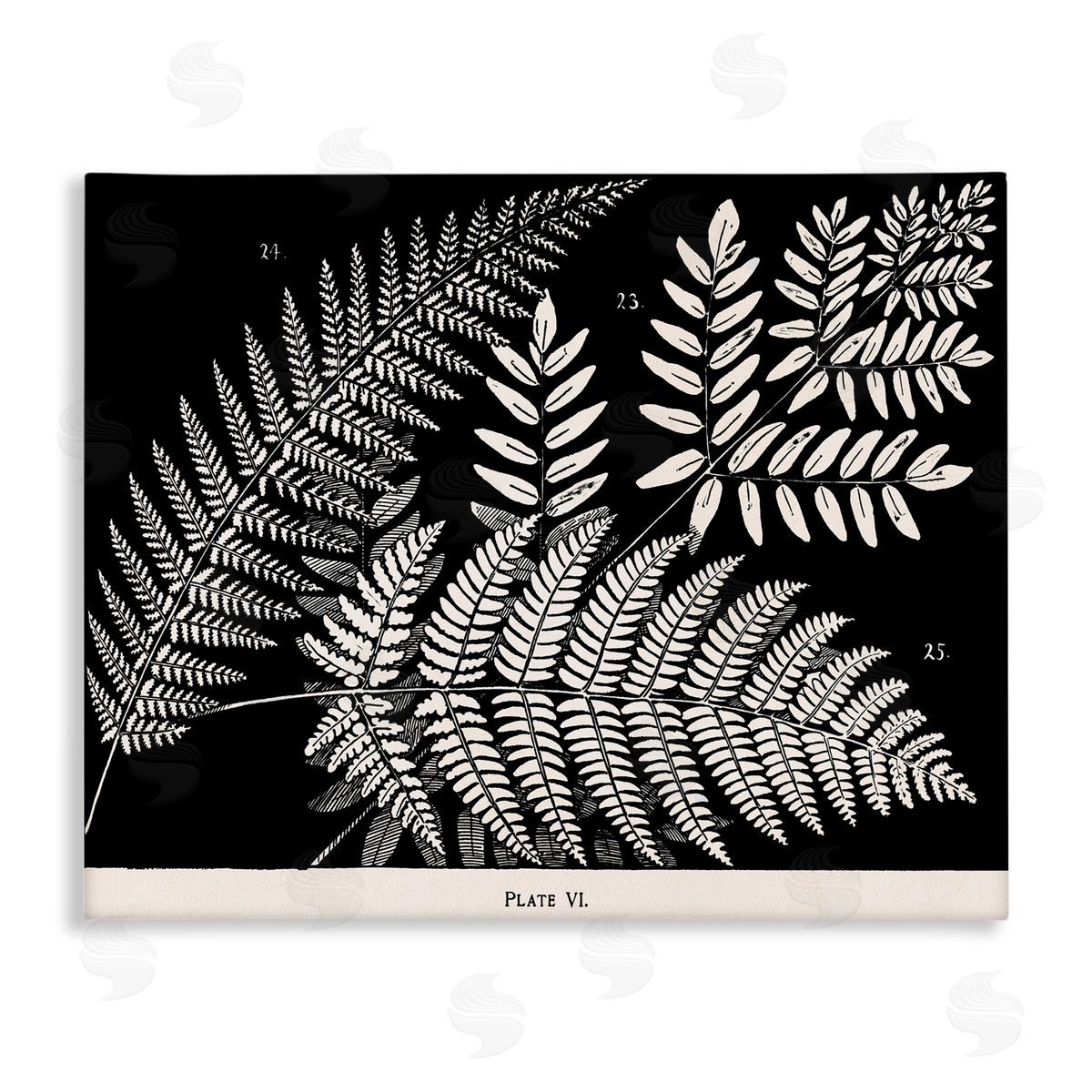 Fern Varieties on Black Canvas Wall Art, Home Decor by Phillipa Katz