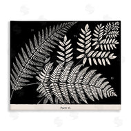 Phillipa Katz | Fern Varieties on Black