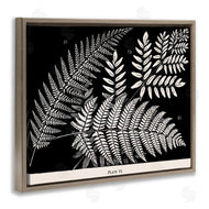 Phillipa Katz | Fern Varieties on Black