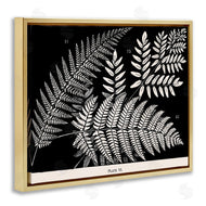 Phillipa Katz | Fern Varieties on Black