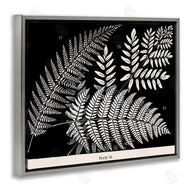 Phillipa Katz | Fern Varieties on Black