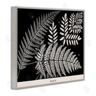 Phillipa Katz | Fern Varieties on Black