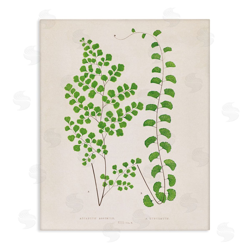 Phillipa Katz | Vivid Green Ferns Study