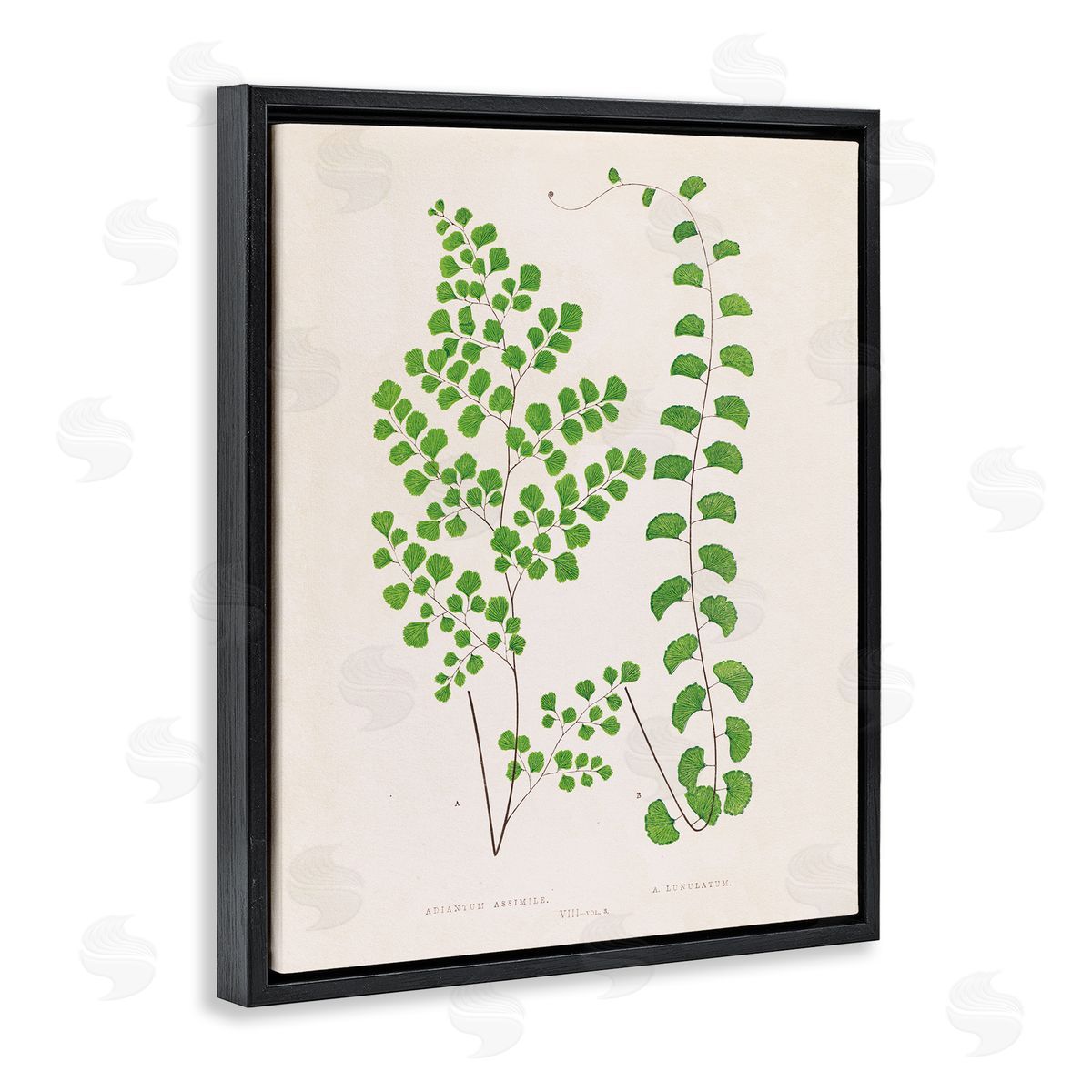 Vivid Green Ferns Study Black Floating Frame Canvas Wall Art, Home Decor by Phillipa Katz