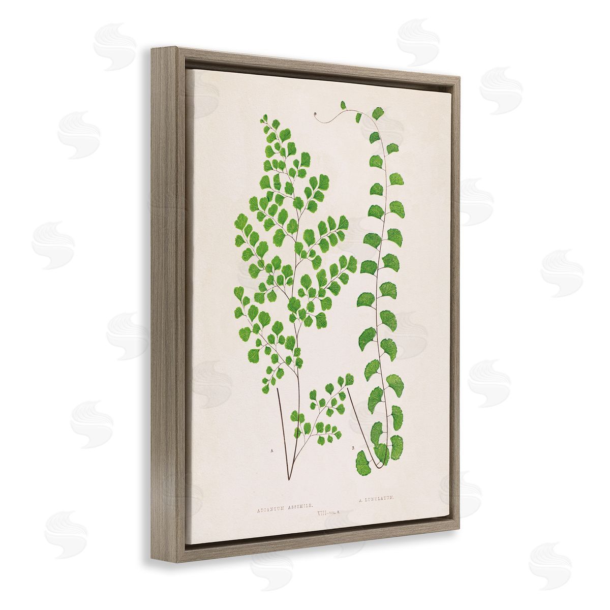 Vivid Green Ferns Study Brown Floating Frame Canvas Wall Art, Home Decor by Phillipa Katz