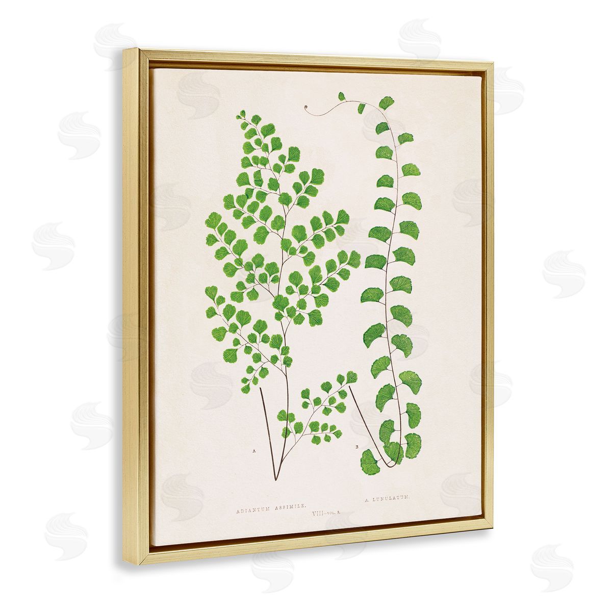 Vivid Green Ferns Study Gold Floating Frame Canvas Wall Art, Home Decor by Phillipa Katz