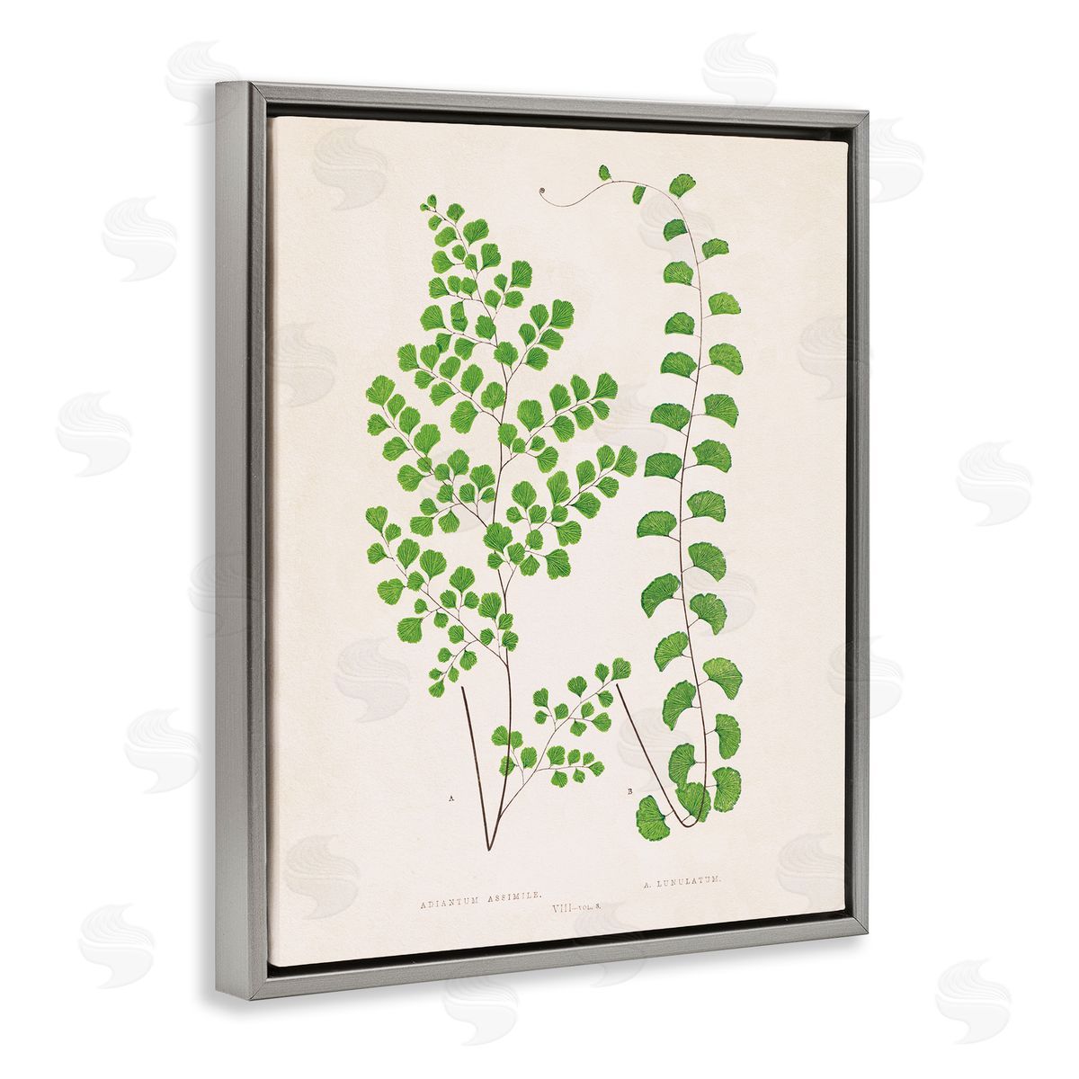 Vivid Green Ferns Study Grey Floating Frame Canvas Wall Art, Home Decor by Phillipa Katz