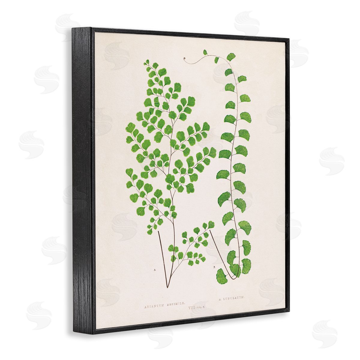Vivid Green Ferns Study Black Frame Print Wall Art, Home Decor by Phillipa Katz