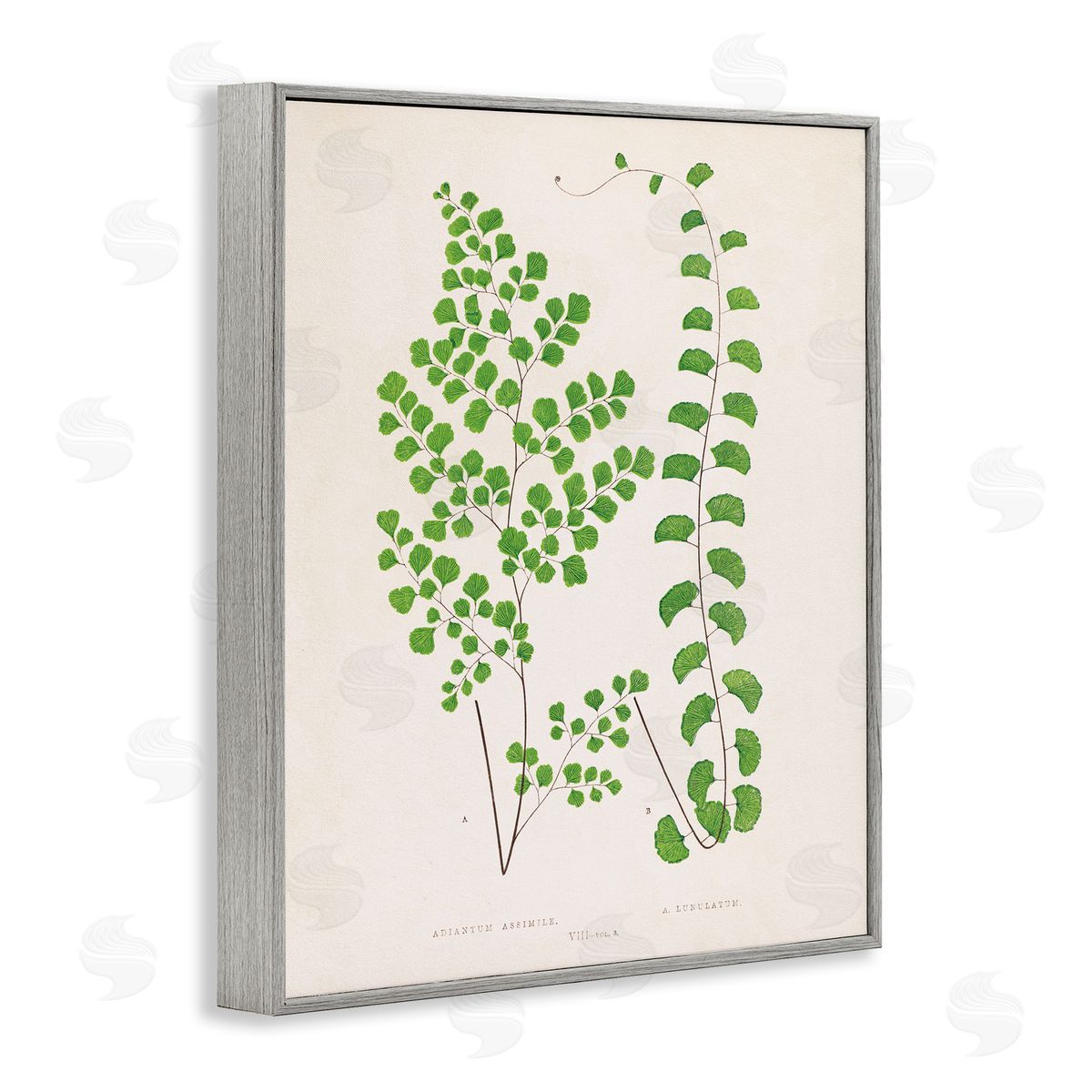 Vivid Green Ferns Study Grey Frame Print Wall Art, Home Decor by Phillipa Katz