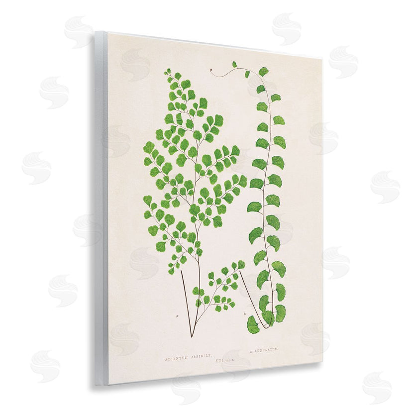 Phillipa Katz | Vivid Green Ferns Study