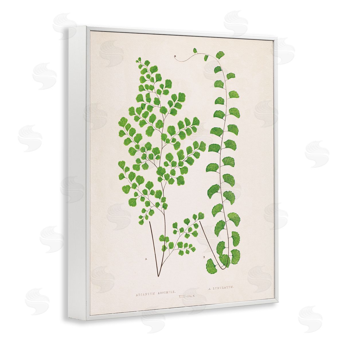 Vivid Green Ferns Study White Frame Print Wall Art, Home Decor by Phillipa Katz