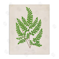 Phillipa Katz | Woodland Sprigs Study