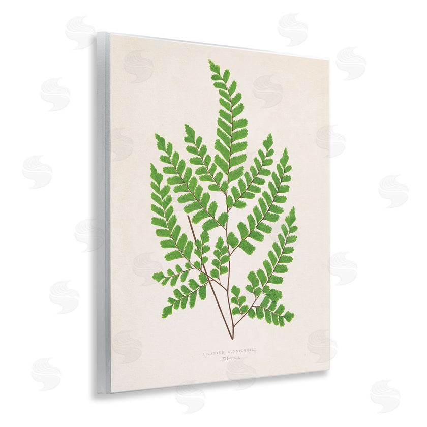 Phillipa Katz | Woodland Sprigs Study