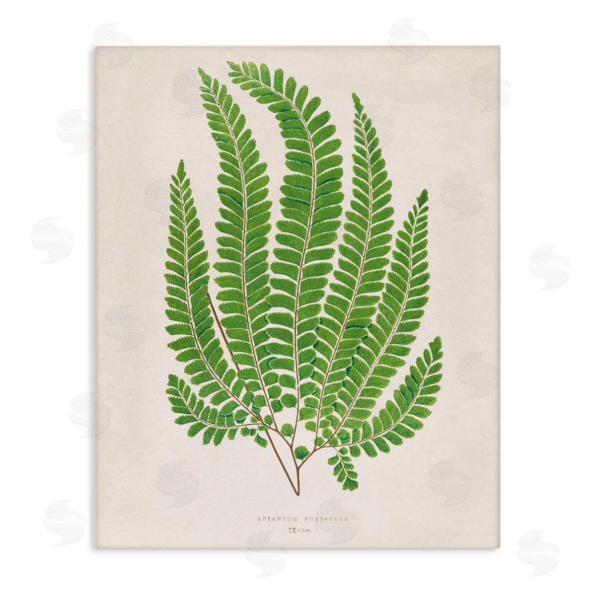 Cottage Ferns Study Canvas Wall Art, Home Decor by Phillipa Katz