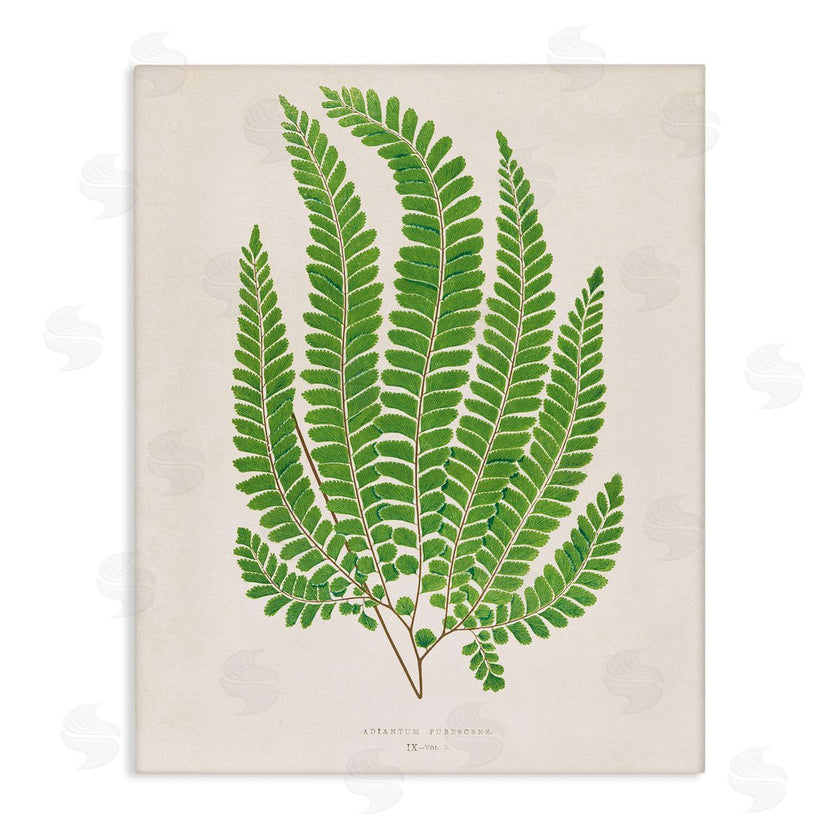 Phillipa Katz | Cottage Ferns Study