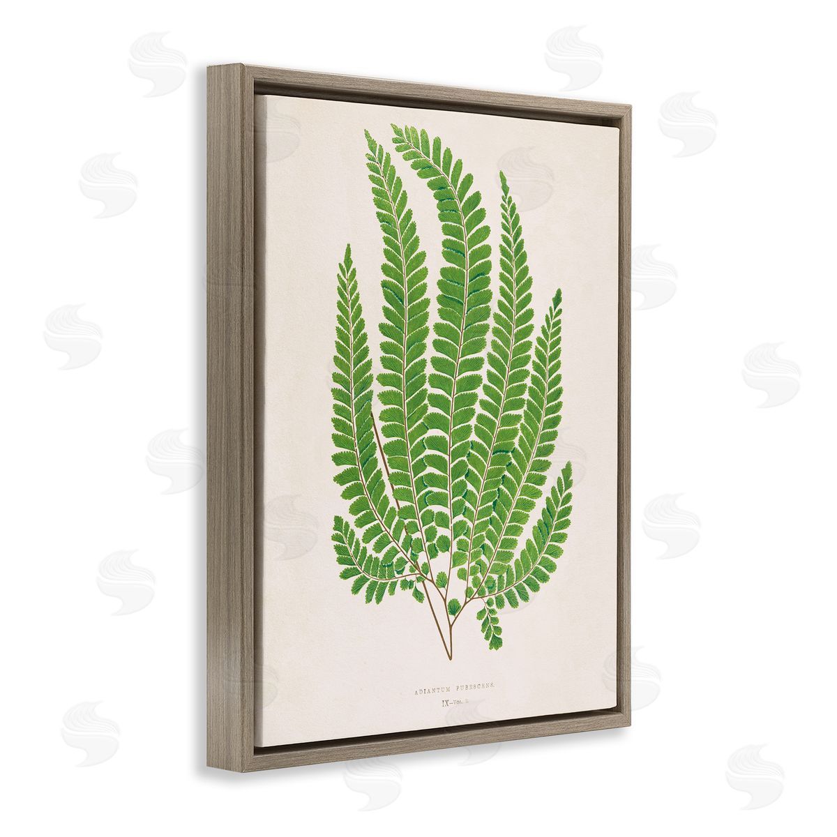 Cottage Ferns Study Brown Floating Frame Canvas Wall Art, Home Decor by Phillipa Katz