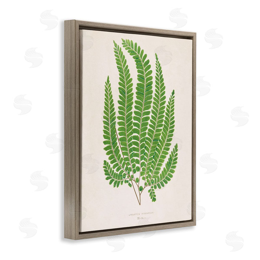 Phillipa Katz | Cottage Ferns Study