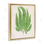 Phillipa Katz | Cottage Ferns Study