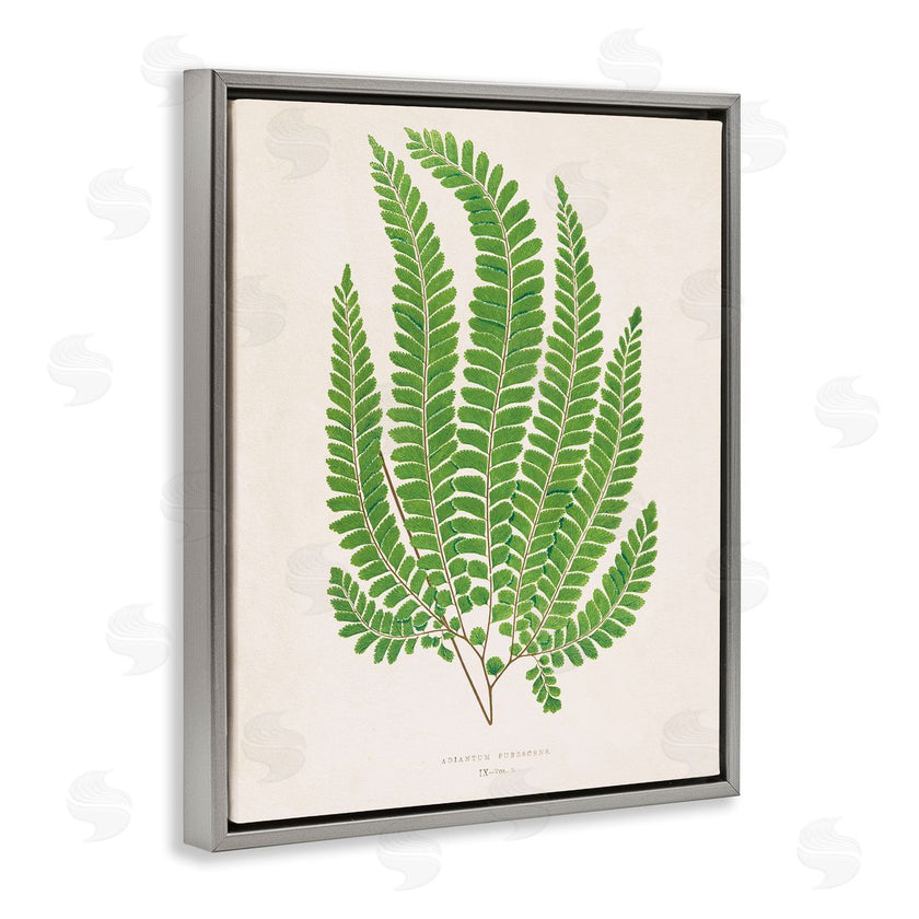 Phillipa Katz | Cottage Ferns Study
