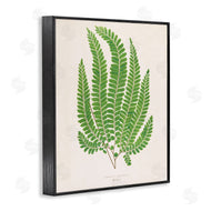 Phillipa Katz | Cottage Ferns Study
