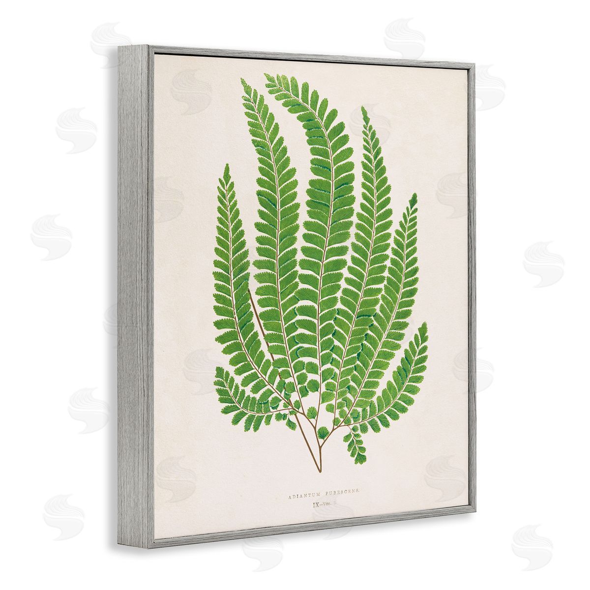Cottage Ferns Study Grey Frame Print Wall Art, Home Decor by Phillipa Katz