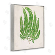 Phillipa Katz | Cottage Ferns Study