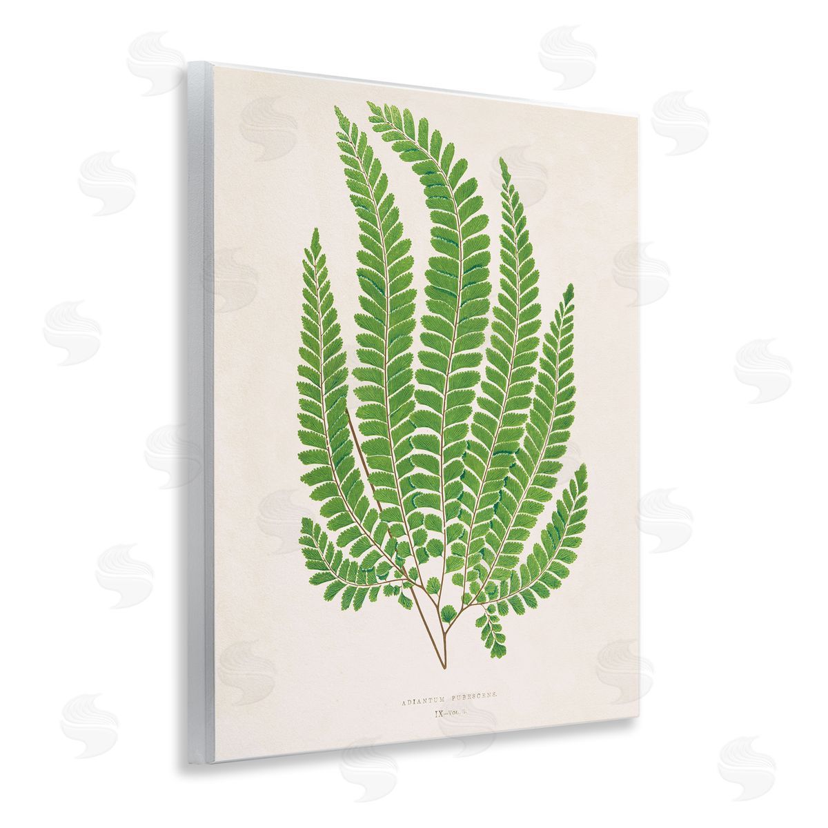 Cottage Ferns Study Wood Plaque Wall Art, Home Decor by Phillipa Katz