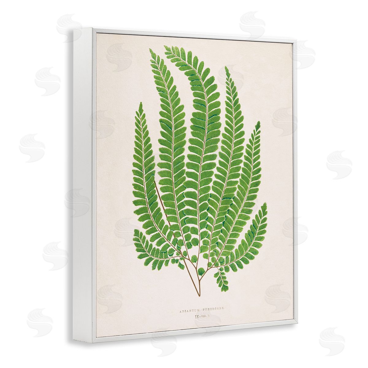 Cottage Ferns Study White Frame Print Wall Art, Home Decor by Phillipa Katz