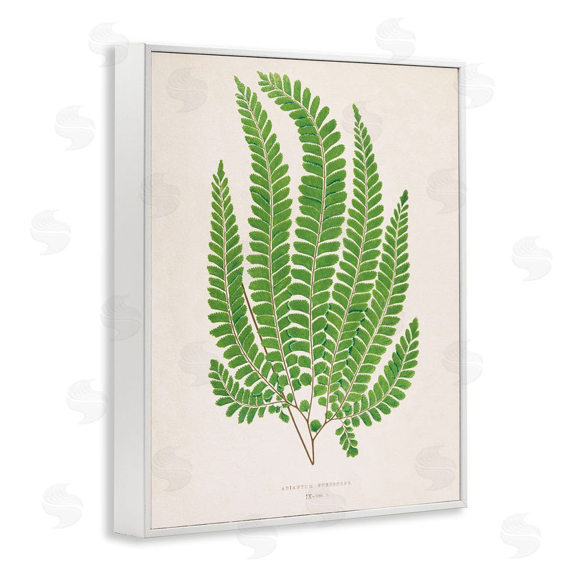Phillipa Katz | Cottage Ferns Study