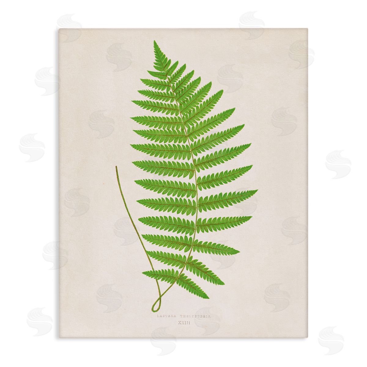 Single Fern Branch Canvas Wall Art, Home Decor by Phillipa Katz