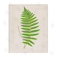 Phillipa Katz | Single Fern Branch