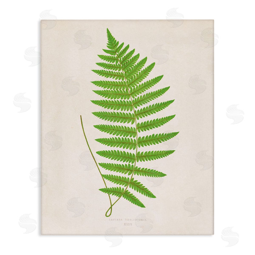 Phillipa Katz | Single Fern Branch