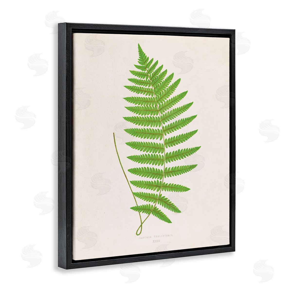 Single Fern Branch Black Floating Frame Canvas Wall Art, Home Decor by Phillipa Katz