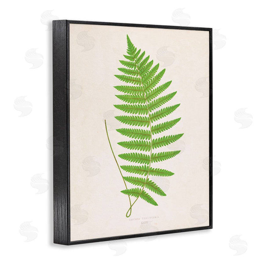 Phillipa Katz | Single Fern Branch