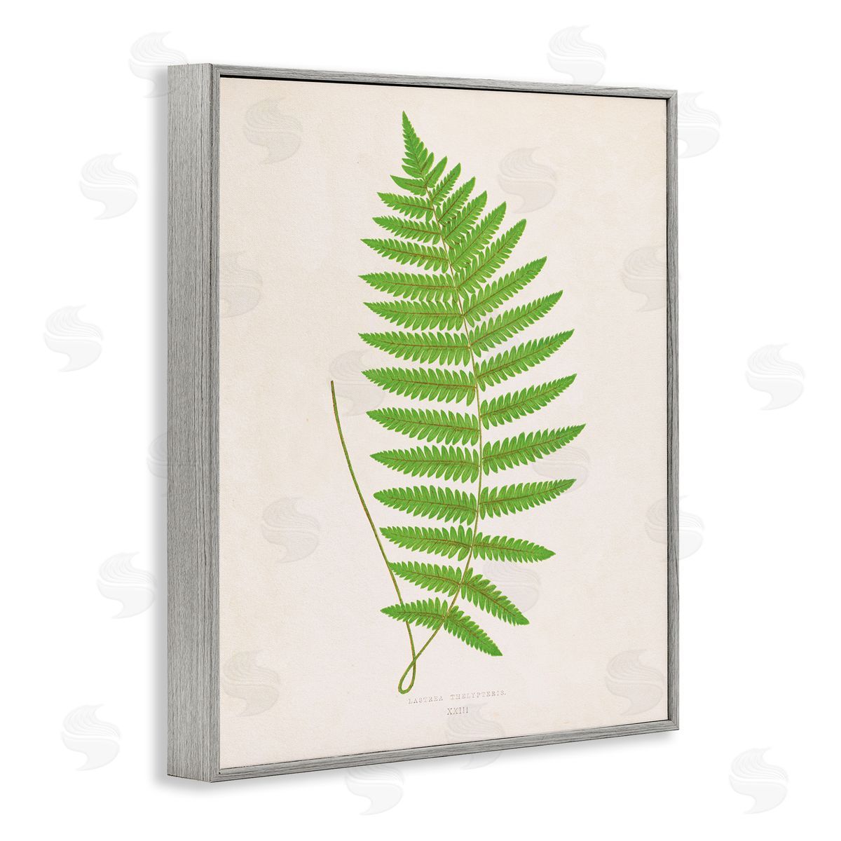 Single Fern Branch Grey Frame Print Wall Art, Home Decor by Phillipa Katz