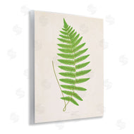 Phillipa Katz | Single Fern Branch