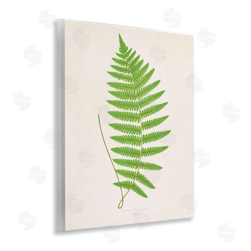Phillipa Katz | Single Fern Branch