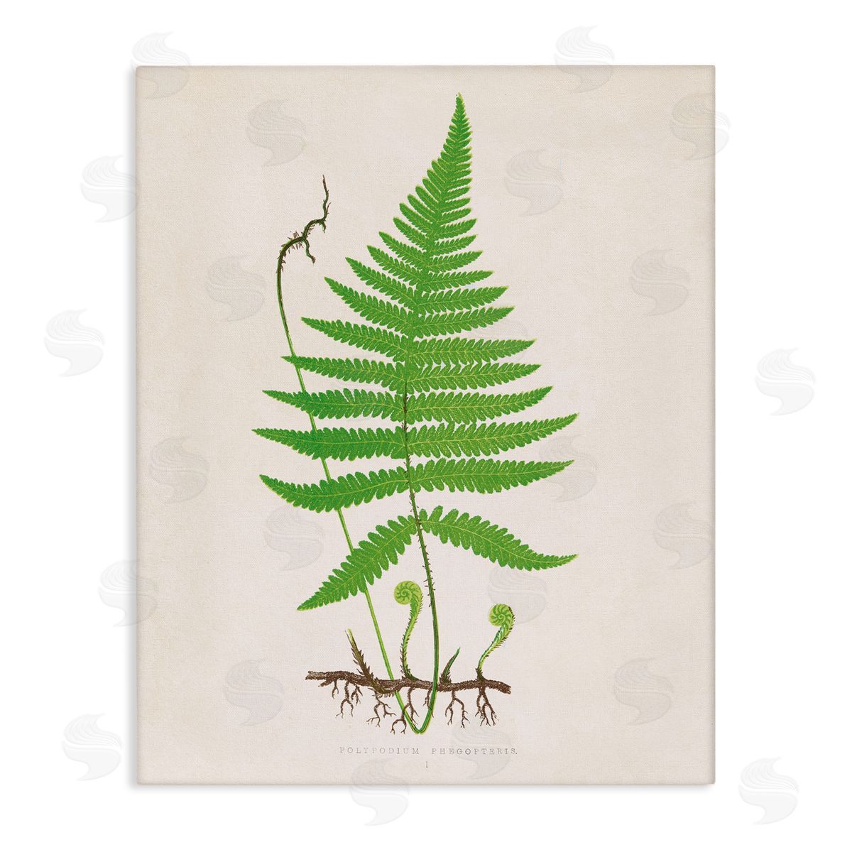 Curled Budding Fern Sprigs Canvas Wall Art, Home Decor by Phillipa Katz