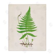 Phillipa Katz | Curled Budding Fern Sprigs