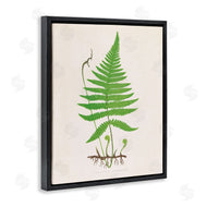 Phillipa Katz | Curled Budding Fern Sprigs